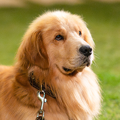 ゴールデンレトリバー（チョンジェ〈犬〉役）